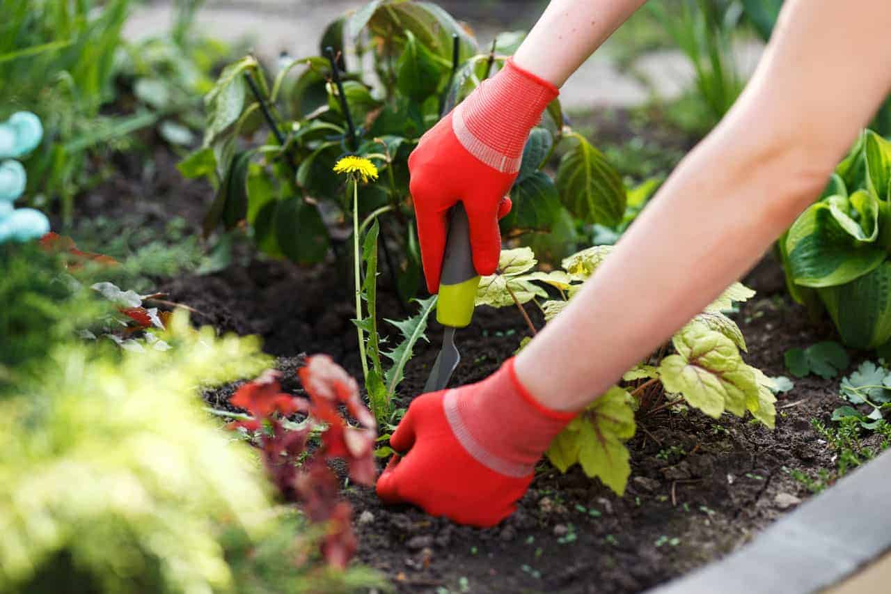 weeding flower beds